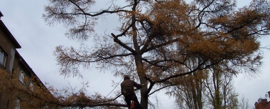 3 stromy, Praha: Rizikové kácení
