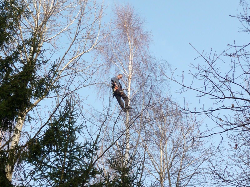 Bříza, Strašín: Rizikové kácení