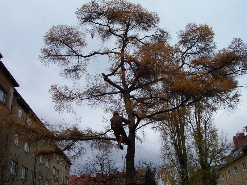 3 stromy, Praha: Rizikové kácení