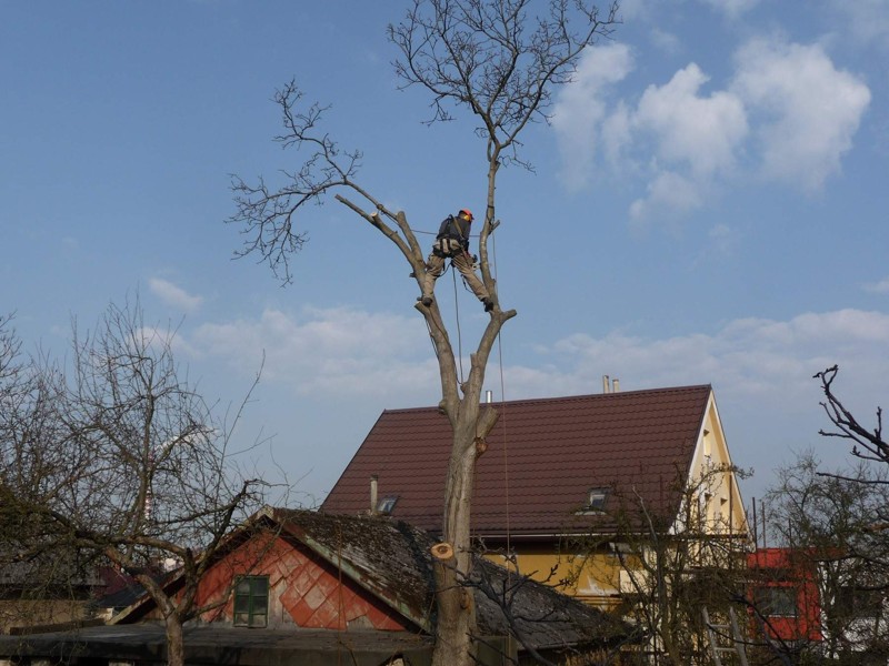 Ořešák, Praha: Rizikové kácení